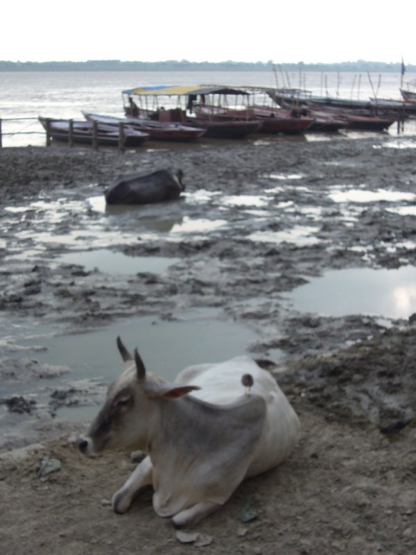 Travel - India - Varanasi - Ghats - Water Buffalo